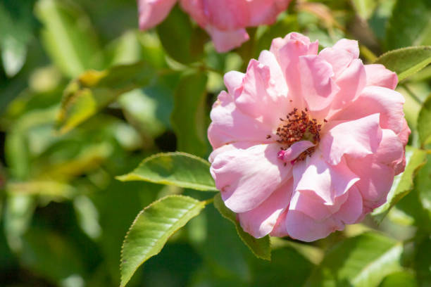تصویر 4 از گل محمدی صورتی خوش رنگ در تهیه شربت و دمنوش سنتی